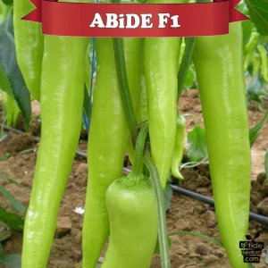 ABİDE F1 ÇARLİSTON BİBER
