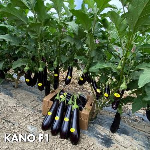 KANO F1 PATLICAN FİDESİ