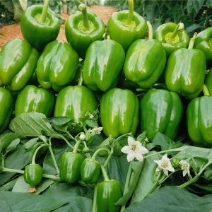 TORPİDO F1 DOLMA BİBER