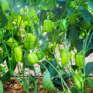 TULUM F1 DOLMA BİBER