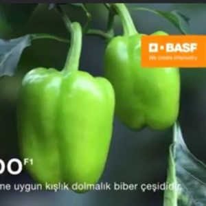 NAVIDO F1 DOLMA BİBER
