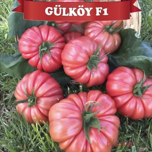 GÜLKÖY F1 PEMBE KÖY DOMATES