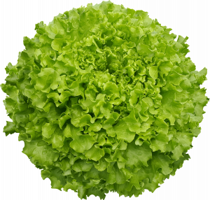 Maritima Kıvırcık Marul Fidesi - Görsel 2