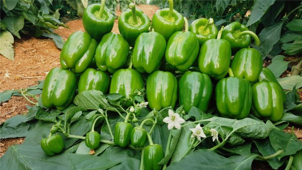 Torpido F1 Dolma Biber Fidesi