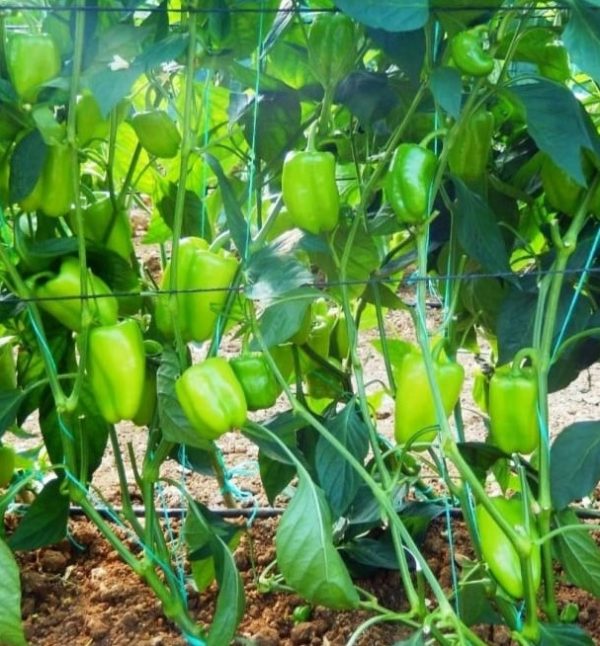 Tulum F1 Dolma Biber Fidesi