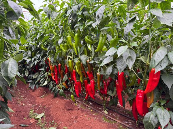 Idolisa F1 Kapya Biber Fidesi