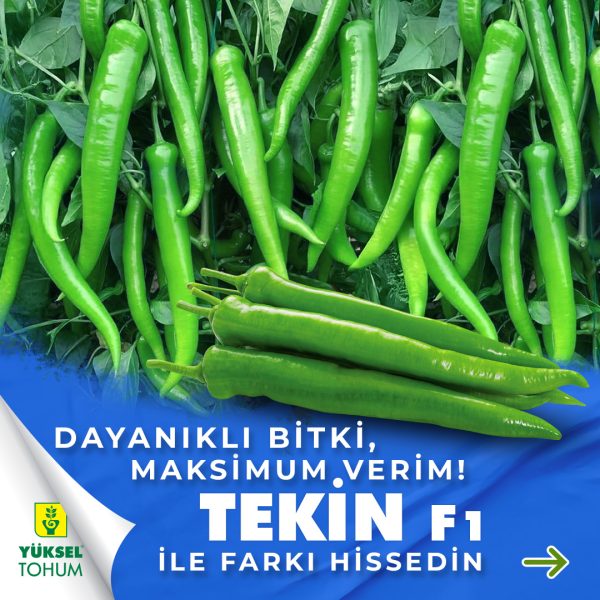 Tekin F1 Tatlı Sivri Biber Fidesi