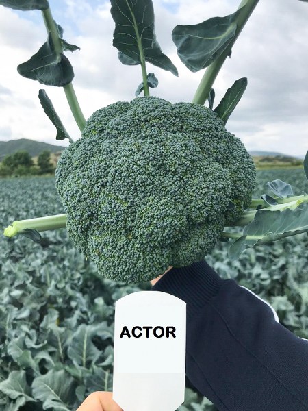 Actor F1 Brokoli Fidesi