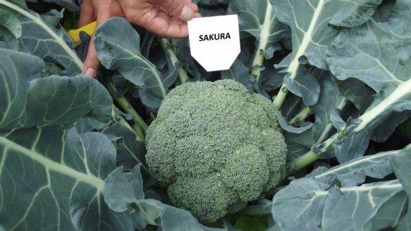 Sakura F1 Brokoli Fidesi