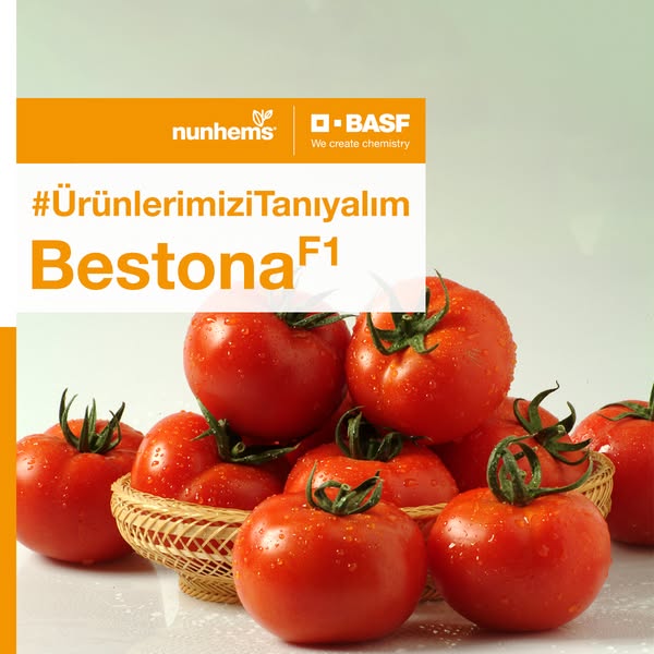 Bestona F1 Sırık Domates Fidesi