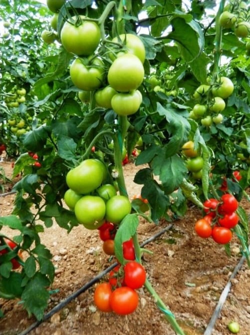 Billur F1 Sırık Domates Fidesi