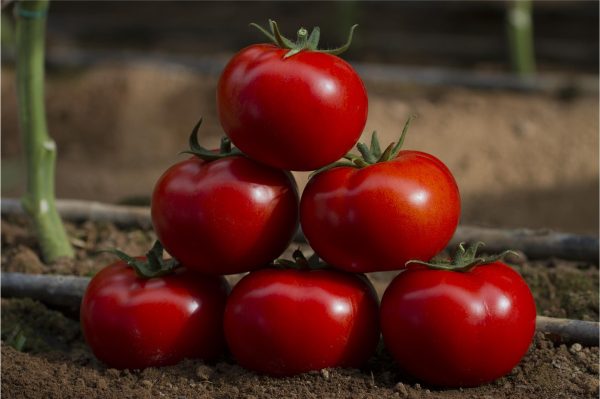 Çakır F1 Sırık Domates Fidesi