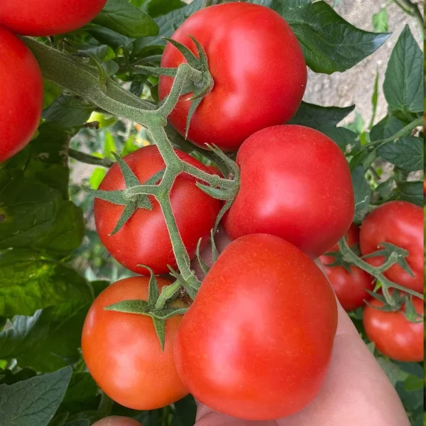 Taykan F1 Sırık Domates Fidesi