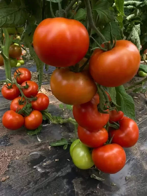 Torry F1 Sırık Domates Fidesi