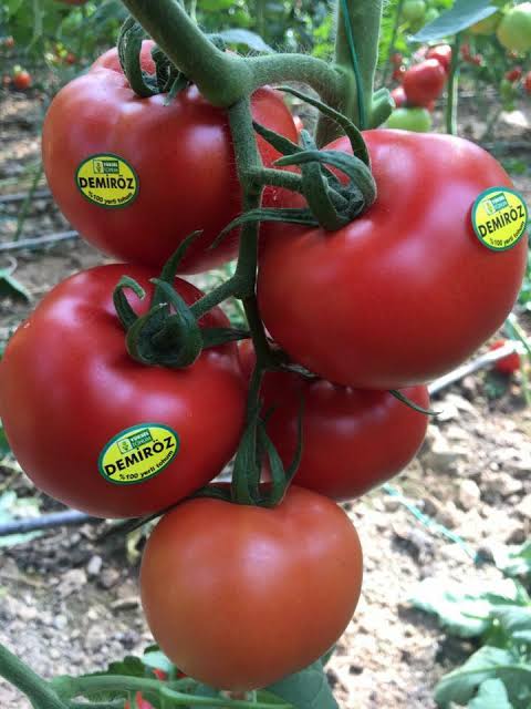 Demiröz F1 Sırık Domates Fidesi