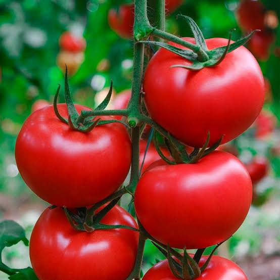 Kuantum F1 Sırık Domates Fidesi