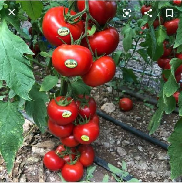 Özkan F1 Sırık Domates Fidesi
