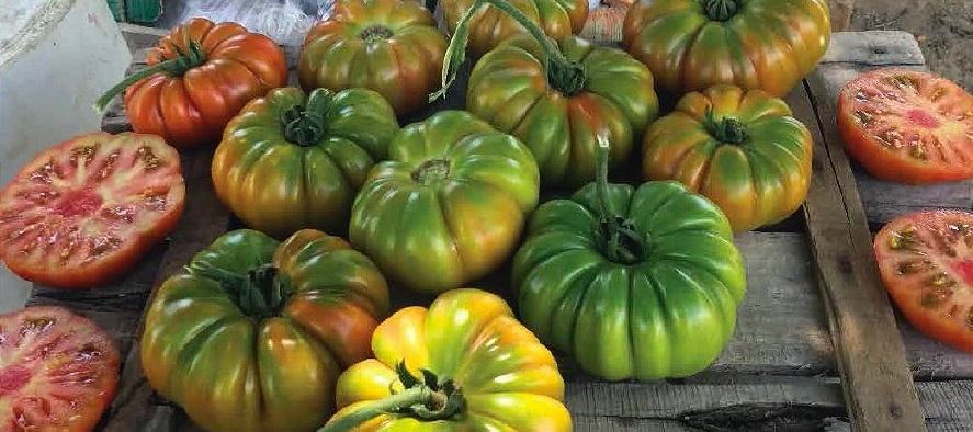 Güneyköy F1 Köy Domates Fidesi