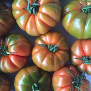 Yıldızköy F1 Köy Domates Fidesi