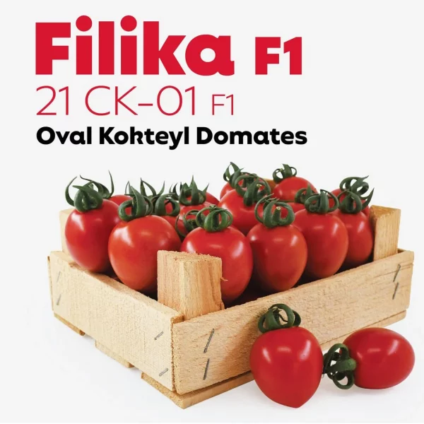 Filika F1 Kokteyl Domates Fidesi