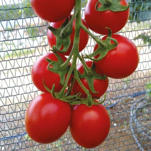 Romantik F1 Kokteyl Domates Fidesi