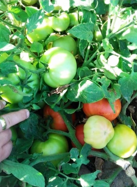 Kupa F1 Oturak Domates Fidesi