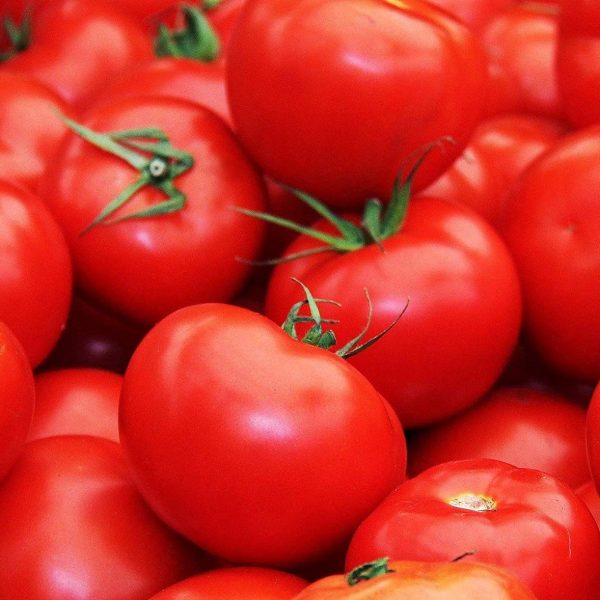 Bt236 Oturak Domates Fidesi