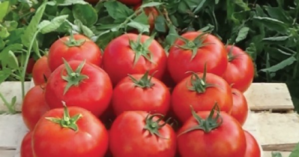 Nergis F1 Oturak Domates Fidesi