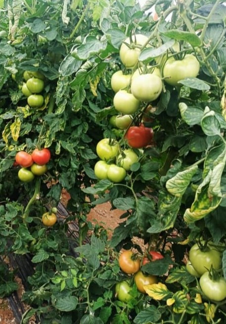 Fersah F1 Pembe Domates Fidesi