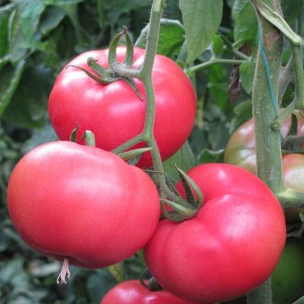 Öğüt F1 Pembe Domates Fidesi