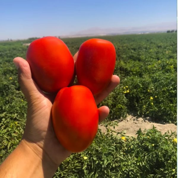 Lerota F1 Salçalık Domates Fidesi