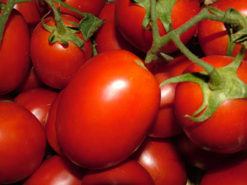Kero F1 Salçalık Domates Fidesi