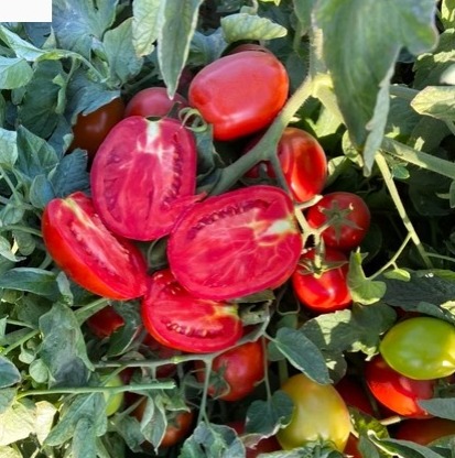 Mahserte F1 Salçalık Domates Fidesi