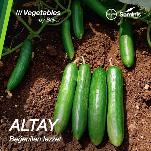 Altay F1 Oturak Hıyar Fidesi