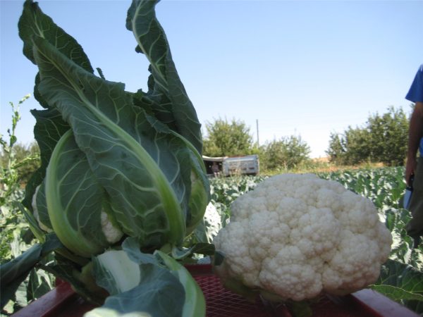 Bahara F1 Karnabahar Fidesi