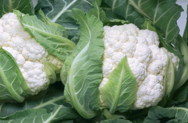 Tezeren F1 Karnabahar Fidesi