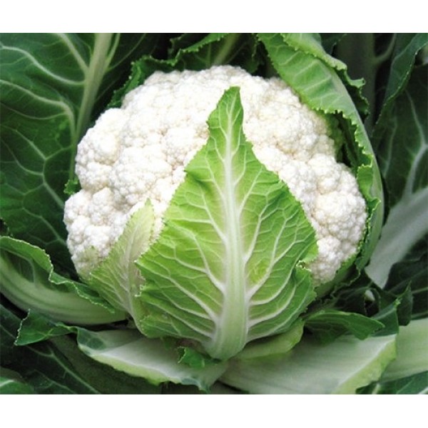 Arizona F1 Karnabahar Fidesi