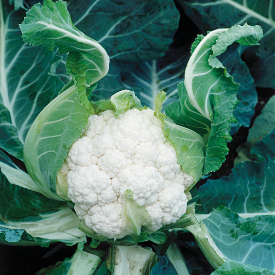 Tetris F1 Karnabahar Fidesi