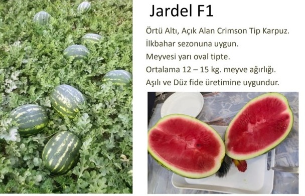 Jardel F1 Karpuz Fidesi