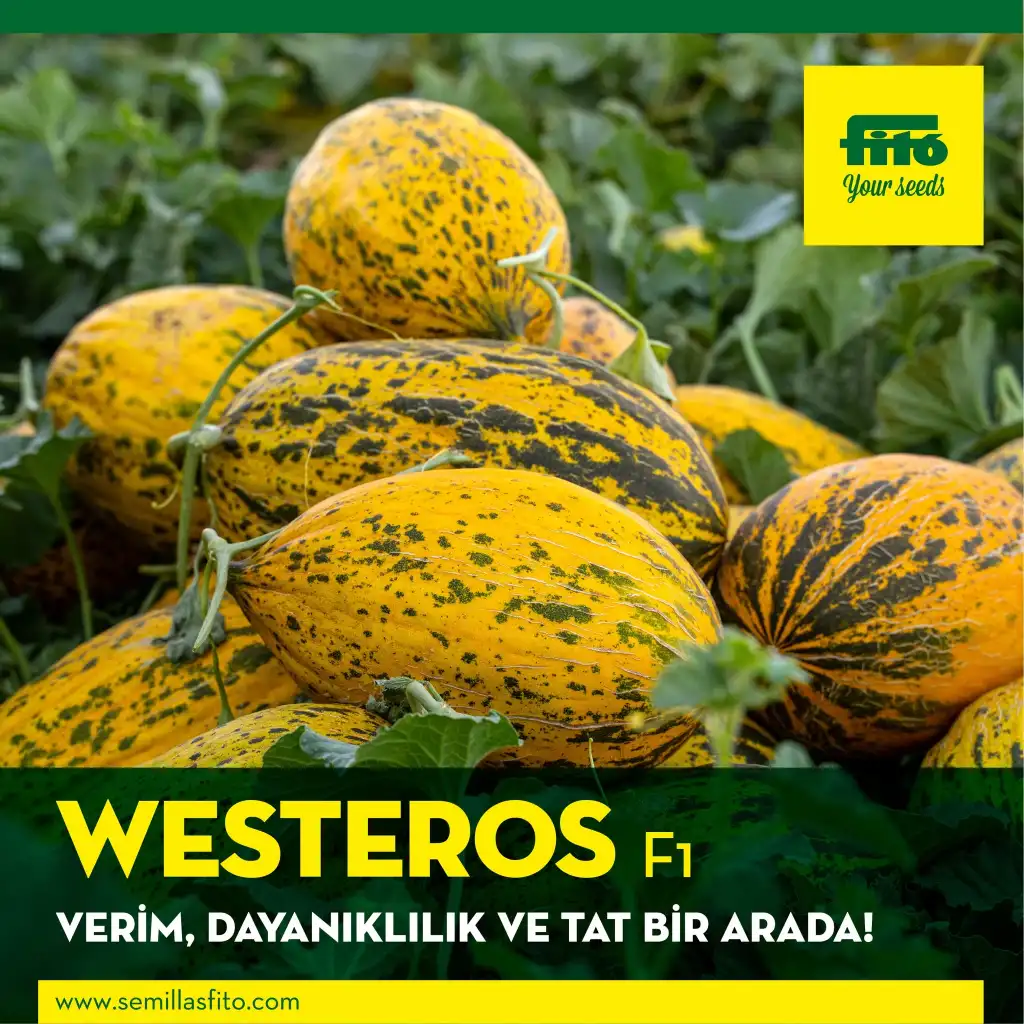 Westeros F1 Kavun Fidesi