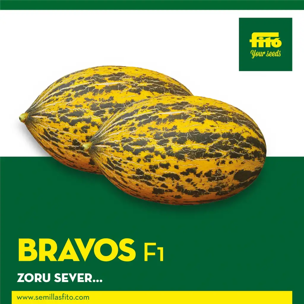 Bravos F1 Kavun Fidesi