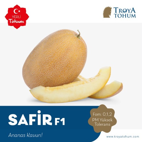 Safir F1 Kavun Fidesi