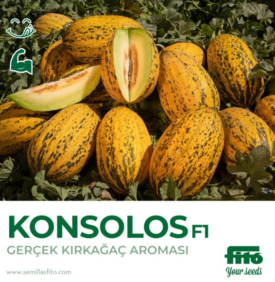 Konsolos F1 Kavun Fidesi