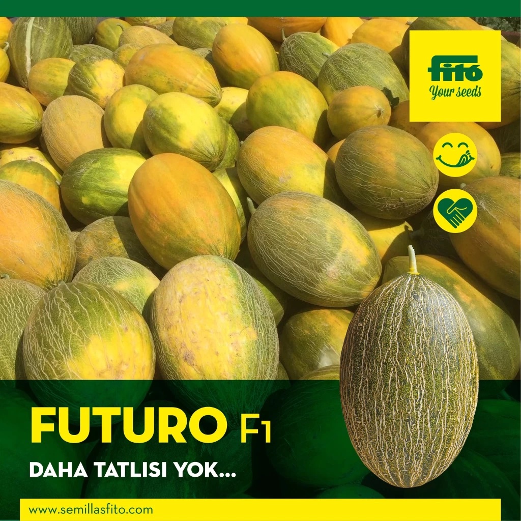 Futuro F1 Kavun Fidesi