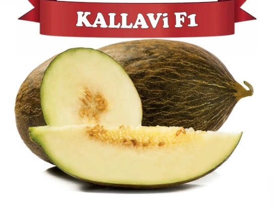 Kallavi F1 Kavun Fidesi