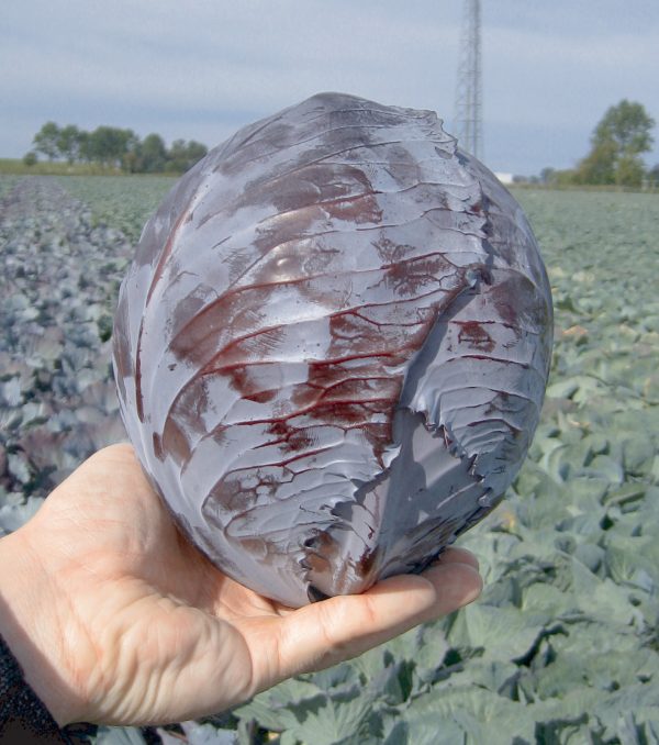 Alex F1 Kırmızı Lahaha Fidesi