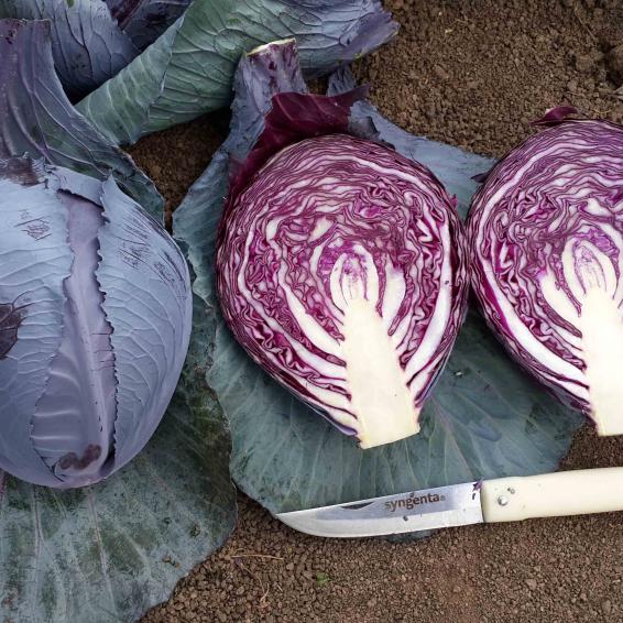 Red Heart F1 Kırmızı Lahana Fidesi