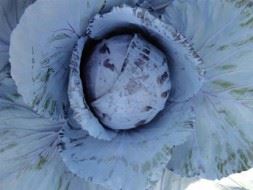 Drogba F1 Kırmızı Lahana Fidesi