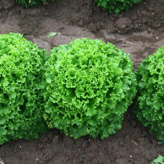 Kanaryole Kıvırcık Marul Fidesi