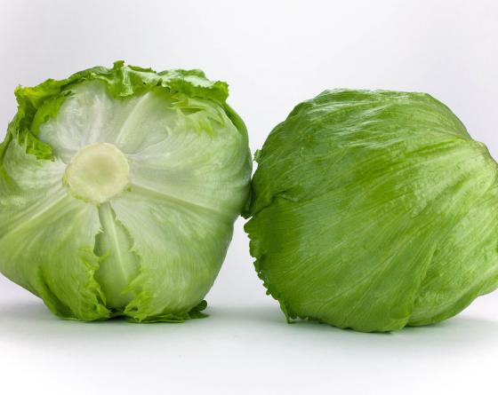 Vernelia Iceberg Marul Fidesi